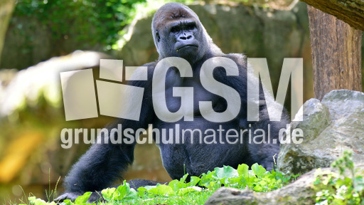 Silberrücken (5).jpg